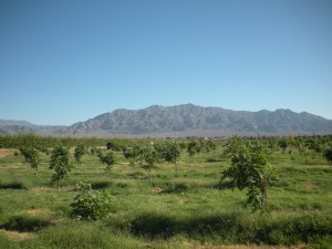 Gilcrease Orchard 004