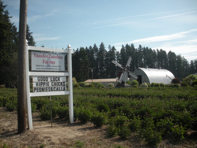 Hippie Chick 2013 010